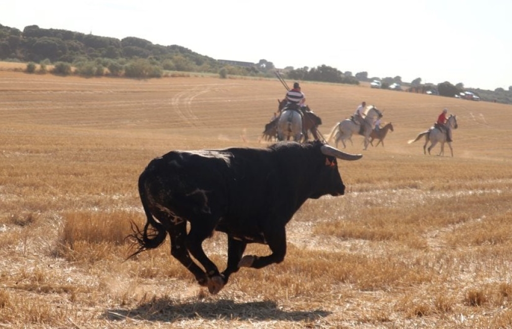 SOLICITUD DE AUTORIZACIONES PARA VEHÍCULOS ENCIERRO POR EL CAMPO 2026