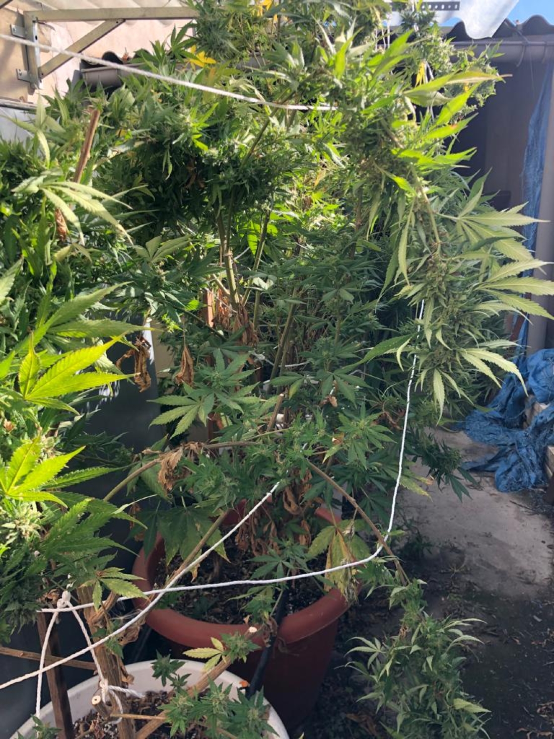 DESMANTELAMIENTO DE UN PUNTO DE CULTIVO DE MARIHUANA EN AJALVIR