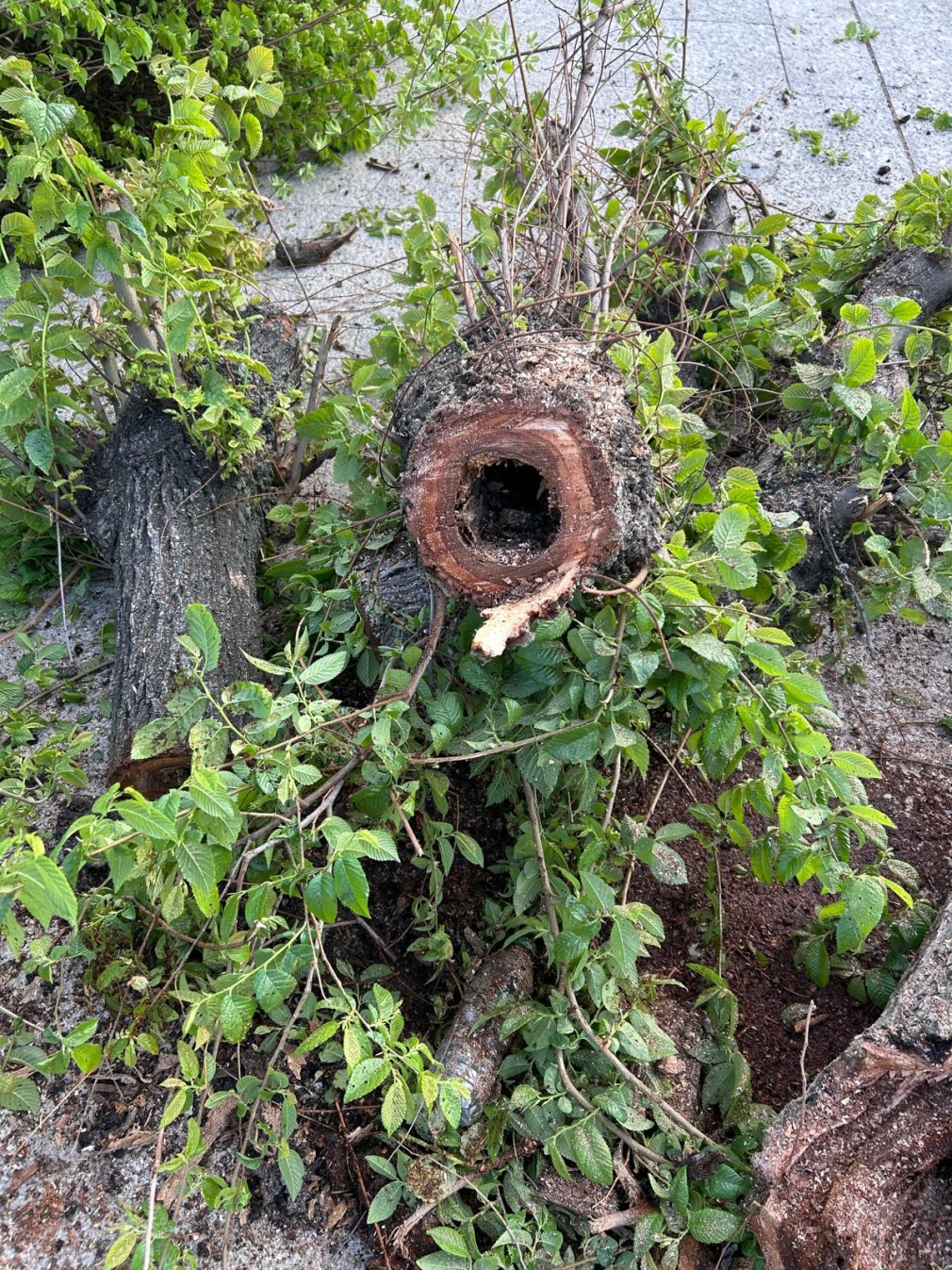 TALA DE ÁRBOLES EN LA PLAZA DE LA VILLA