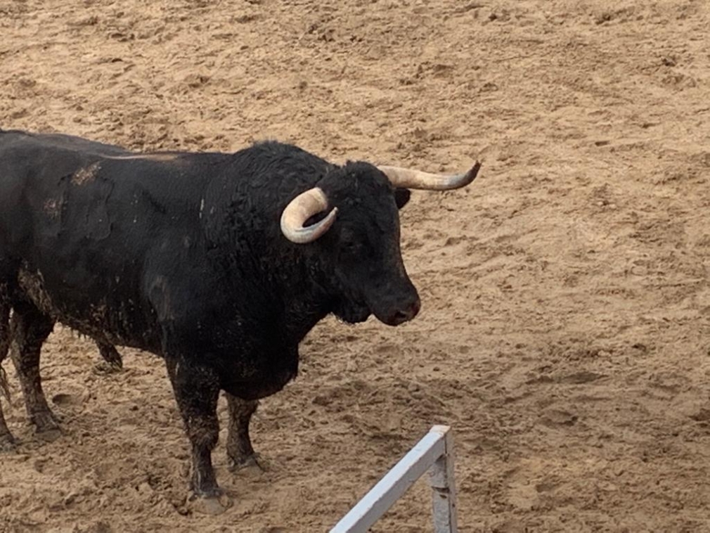 SUSPENSIÓN DE LOS FESTEJOS TAURINOS
