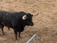 SUSPENSIÓN DE LOS FESTEJOS TAURINOS