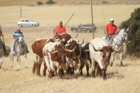 TRANSHUMANCIA DE BUEYES Y CABALLOS